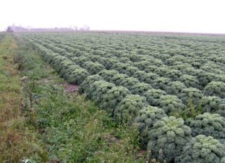 Kadeřávek (kale) jako zdroj vitamínu K a antioxidantů: zelená síla pro zdraví a dlouhověkost kaderavek zelenina