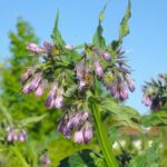 kamypi comfrey