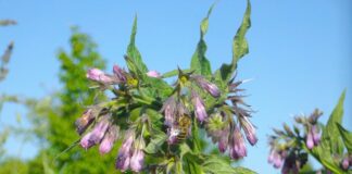 kamypi comfrey