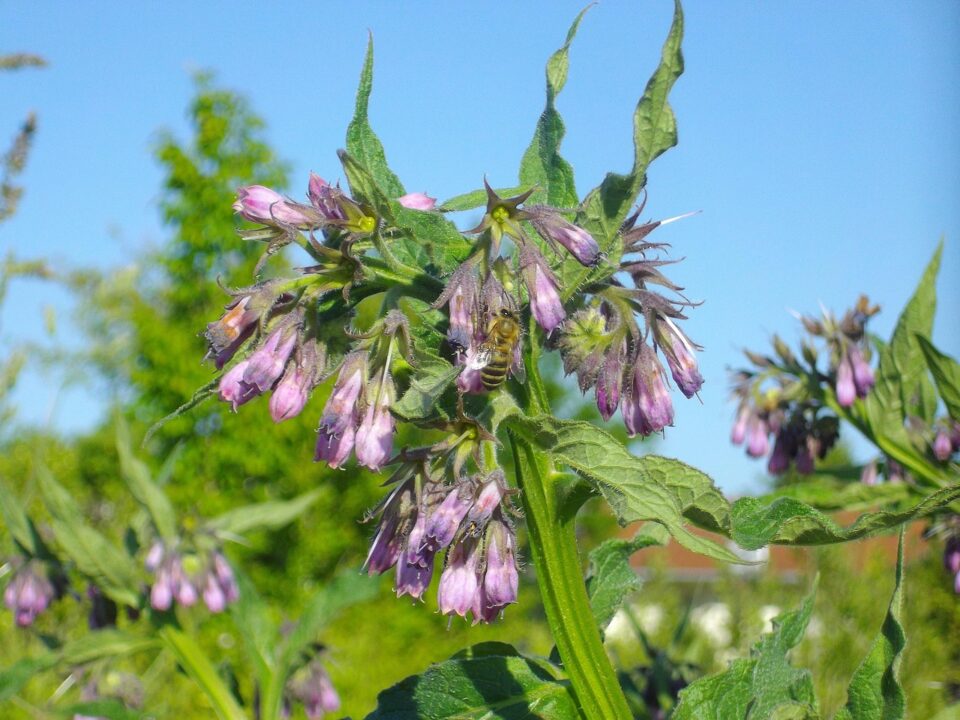 kamypi comfrey