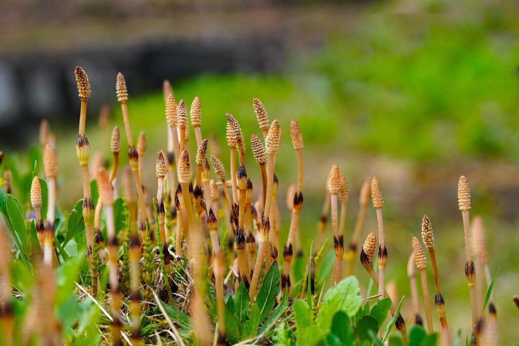 kimdaejeung field horsetail