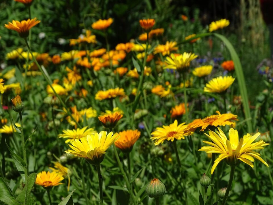 leahreiter marigolds