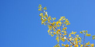 maky orel branch on a blue background