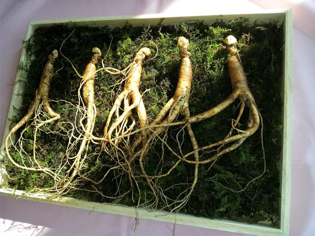 markroad ginseng
