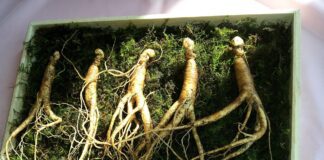 markroad ginseng