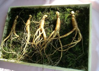 markroad ginseng