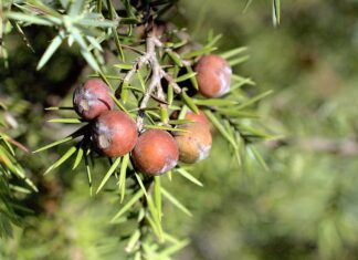 paskal prickly juniper