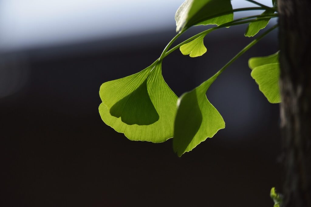 pppsdavid ginkgo tree