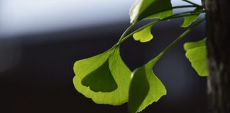 pppsdavid ginkgo tree