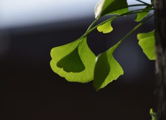 pppsdavid ginkgo tree