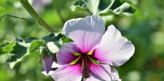 ralphs fotos shrub mallow