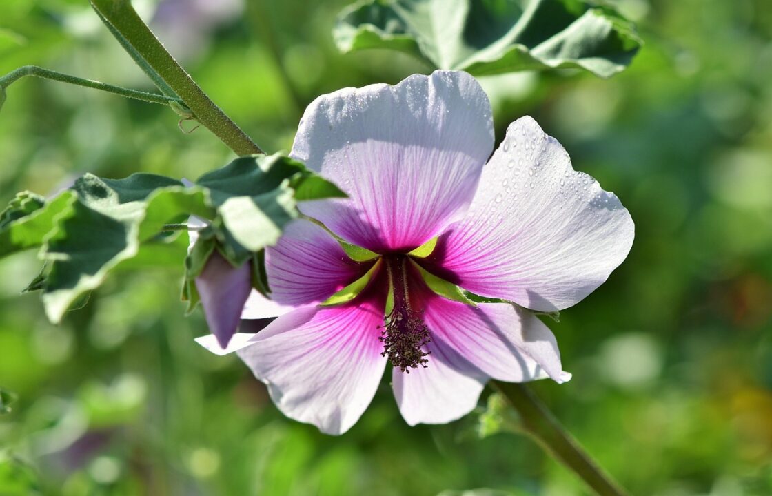 ralphs fotos shrub mallow