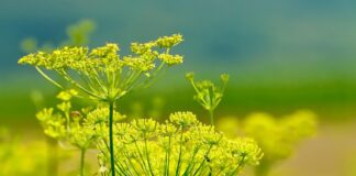 schwoaze fennel