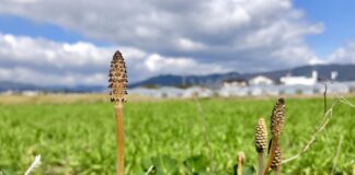 t kohei horsetail