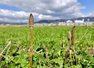 t kohei horsetail