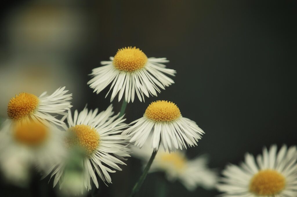 tantetati chamomile