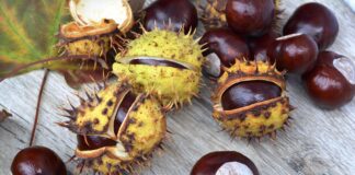 utroja chestnuts