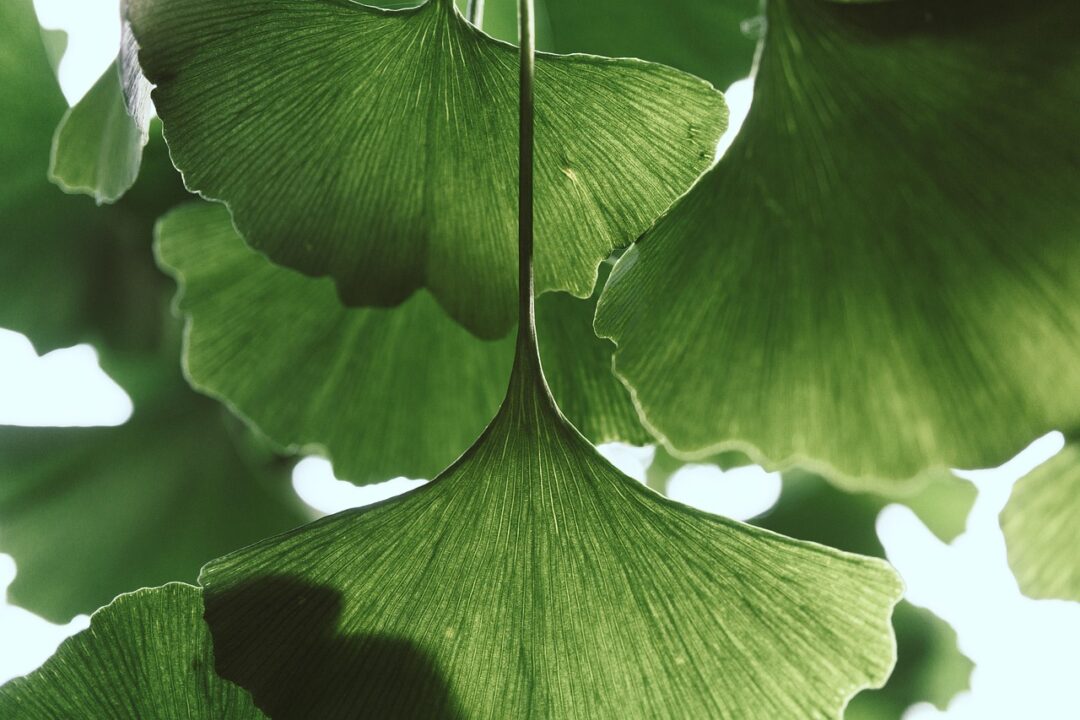 wal leaves