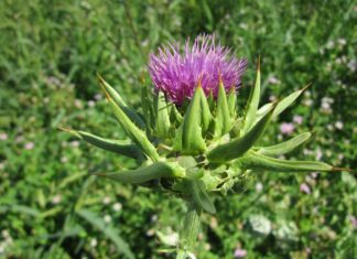 wikimediaimages silybum marianum