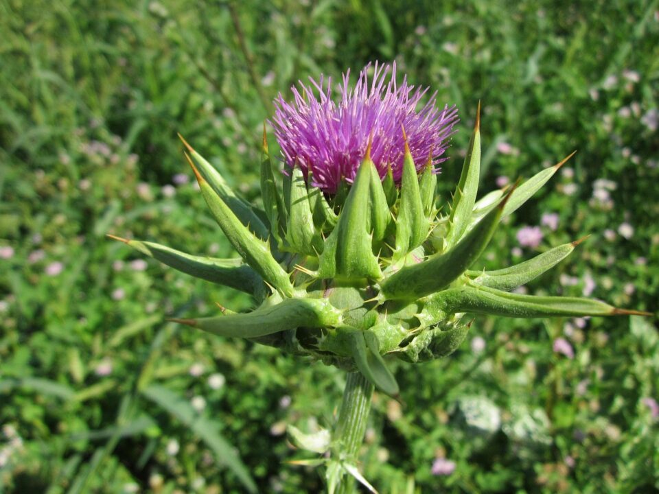wikimediaimages silybum marianum