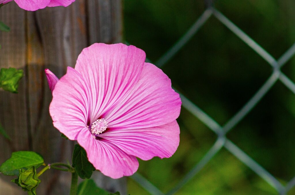 zur pics malva