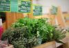 adjoelle herbs
