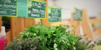 adjoelle herbs