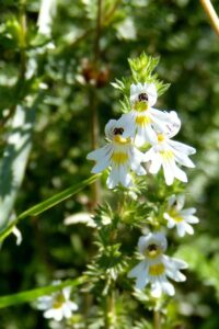 alsen eyebright
