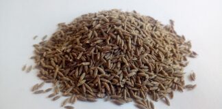 amatussamitahera cumin