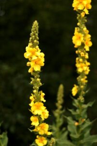 bstad plant