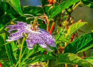 couleur flower