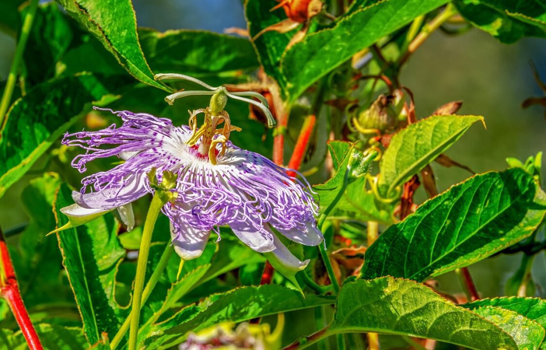 couleur flower