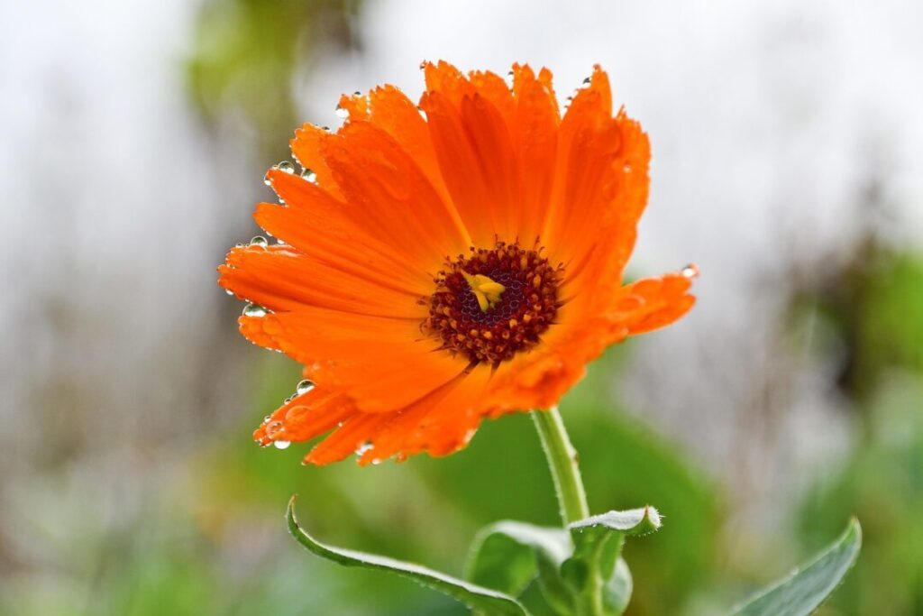 dendoktoor flower