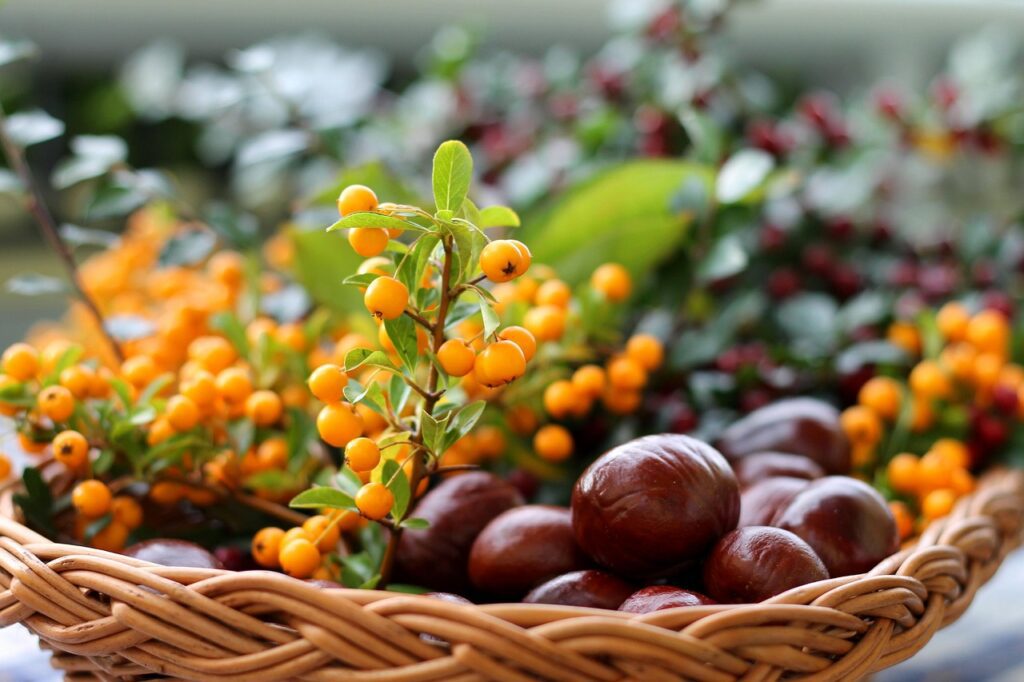guvo chestnuts