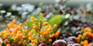 guvo chestnuts