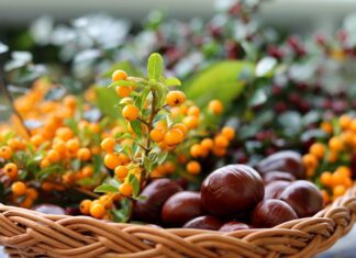 guvo chestnuts