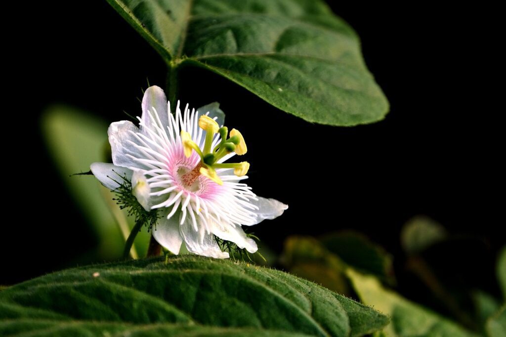 ignartonosbg passiflora