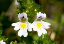 Světlo pod kontrolou: přírodní úleva při citlivosti očí na světlo it was a pleasure eyebright