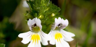 it was a pleasure eyebright