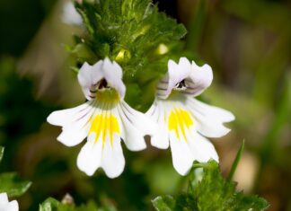 it was a pleasure eyebright
