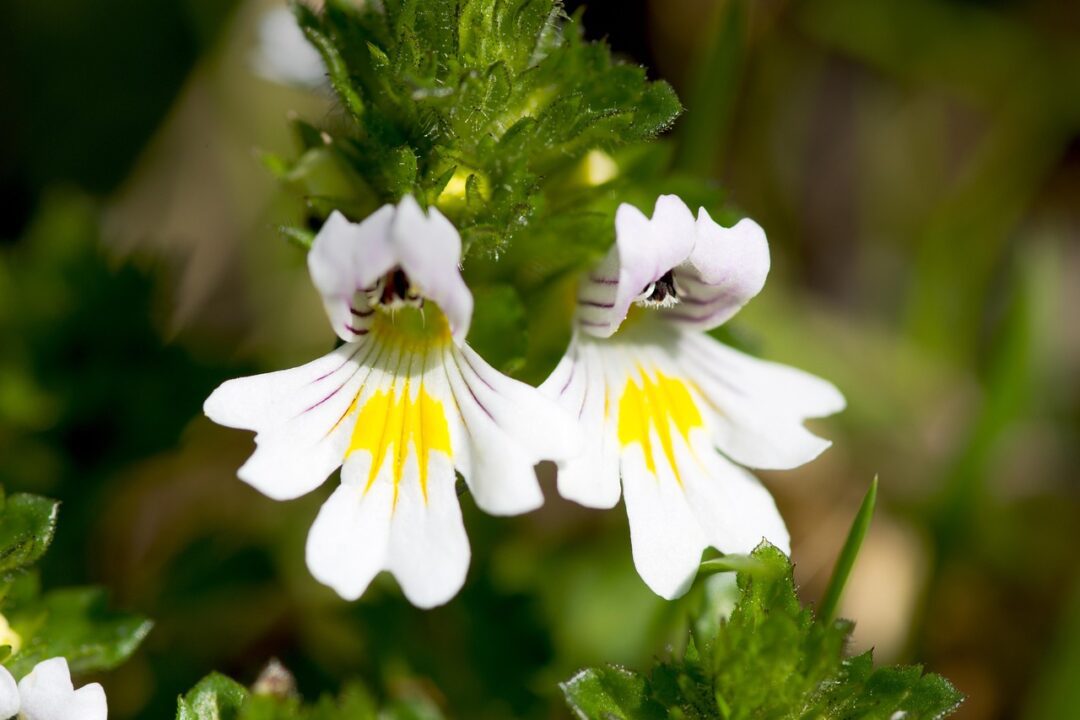 it was a pleasure eyebright