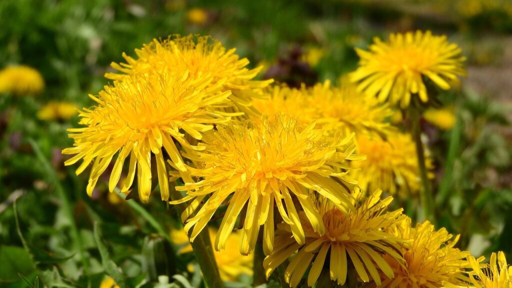 maky orel dandelion