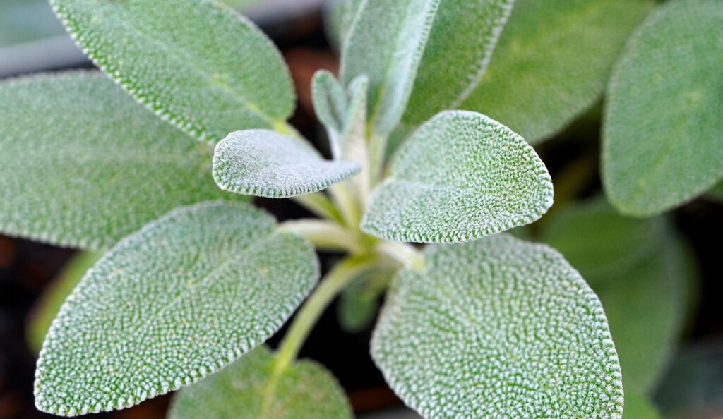matthiasboeckel sage