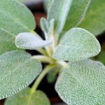 matthiasboeckel sage