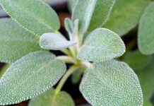 matthiasboeckel sage