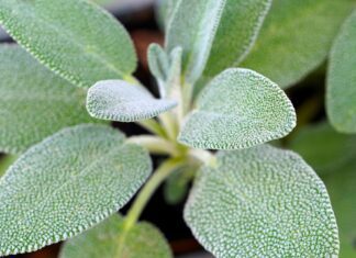 matthiasboeckel sage