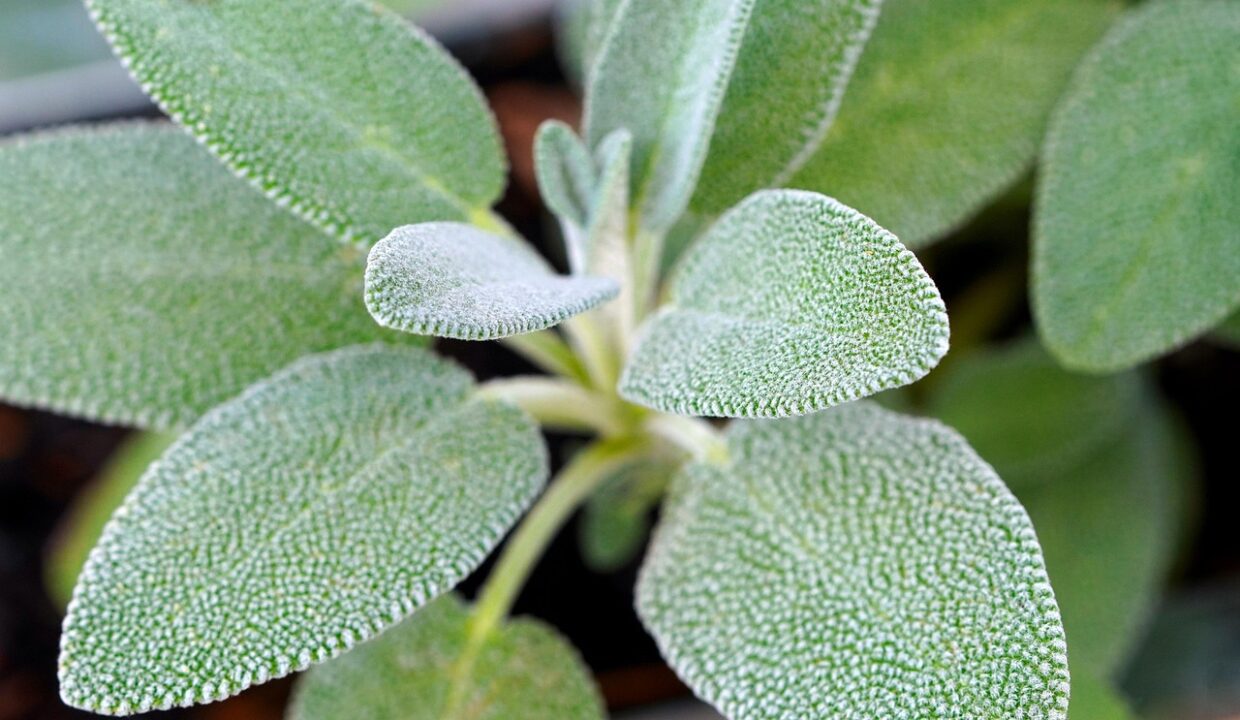 matthiasboeckel sage