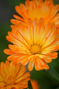 neelam marigold