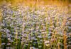 nikolayfrolochkin chamomile