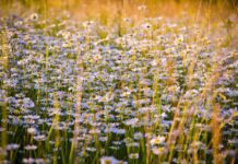 nikolayfrolochkin chamomile